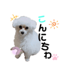 takaponちのくまたん✩.*˚（個別スタンプ：5）