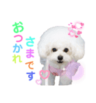 takaponちのくまたん✩.*˚（個別スタンプ：6）