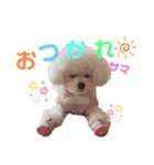 takaponちのくまたん✩.*˚（個別スタンプ：7）