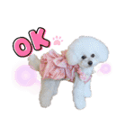 takaponちのくまたん✩.*˚（個別スタンプ：11）