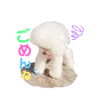 takaponちのくまたん✩.*˚（個別スタンプ：12）