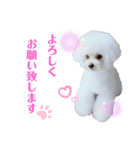 takaponちのくまたん✩.*˚（個別スタンプ：13）