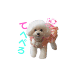 takaponちのくまたん✩.*˚（個別スタンプ：17）