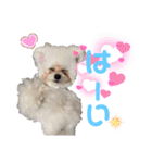 takaponちのくまたん✩.*˚（個別スタンプ：22）
