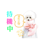 takaponちのくまたん✩.*˚（個別スタンプ：23）