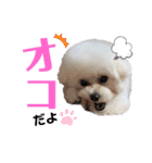 takaponちのくまたん✩.*˚（個別スタンプ：29）