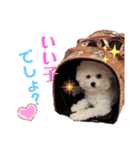 takaponちのくまたん✩.*˚（個別スタンプ：30）