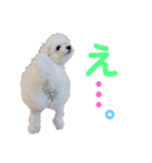 takaponちのくまたん✩.*˚（個別スタンプ：32）