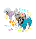 takaponちのくまたん✩.*˚（個別スタンプ：33）