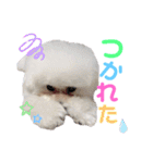 takaponちのくまたん✩.*˚（個別スタンプ：35）
