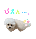 takaponちのくまたん✩.*˚（個別スタンプ：37）