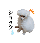 takaponちのくまたん✩.*˚（個別スタンプ：38）