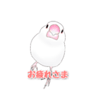 うちの白文鳥（個別スタンプ：1）