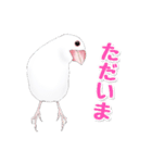 うちの白文鳥（個別スタンプ：7）