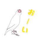 うちの白文鳥（個別スタンプ：10）