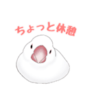 うちの白文鳥（個別スタンプ：11）