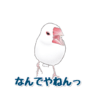 うちの白文鳥（個別スタンプ：13）