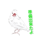 うちの白文鳥（個別スタンプ：19）