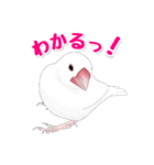 うちの白文鳥（個別スタンプ：20）