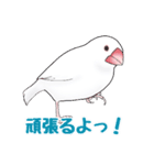 うちの白文鳥（個別スタンプ：21）