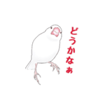 うちの白文鳥（個別スタンプ：22）