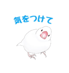 うちの白文鳥（個別スタンプ：26）