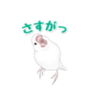 うちの白文鳥（個別スタンプ：28）