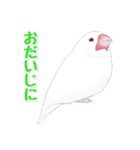 うちの白文鳥（個別スタンプ：29）