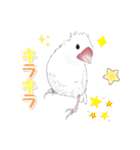 うちの白文鳥（個別スタンプ：30）