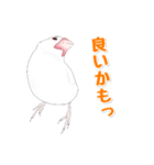 うちの白文鳥（個別スタンプ：35）