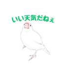 うちの白文鳥（個別スタンプ：38）