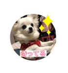 チワワのこたスタンプ2（個別スタンプ：8）