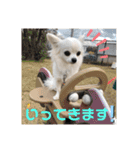 チワワのこたスタンプ2（個別スタンプ：9）
