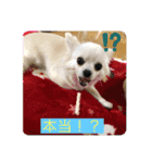チワワのこたスタンプ2（個別スタンプ：10）