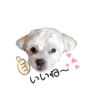 ミックス犬のミロク（個別スタンプ：2）