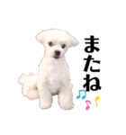 ミックス犬のミロク（個別スタンプ：3）