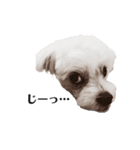 ミックス犬のミロク（個別スタンプ：4）