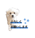 ミックス犬のミロク（個別スタンプ：5）