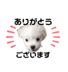 ミックス犬のミロク（個別スタンプ：6）