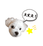 ミックス犬のミロク（個別スタンプ：7）