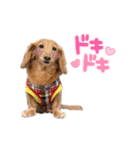 こたくんすたんぷ1（個別スタンプ：12）