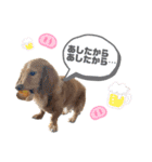 こたくんすたんぷ1（個別スタンプ：20）
