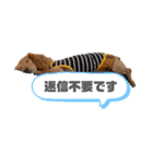 こたくんすたんぷ1（個別スタンプ：24）