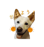 Y's あにまるず（個別スタンプ：1）