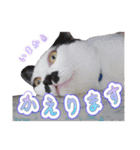 Y's あにまるず（個別スタンプ：5）