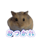 Y's あにまるず（個別スタンプ：7）
