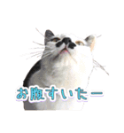 Y's あにまるず（個別スタンプ：9）