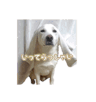 Y's あにまるず（個別スタンプ：10）