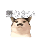 Y's あにまるず（個別スタンプ：12）
