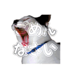 Y's あにまるず（個別スタンプ：13）